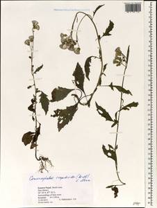 Crassocephalum crepidioides (Benth.) S. Moore, Зарубежная Азия (ASIA) (Непал)