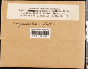 Gymnocolea inflata (Huds.) Dumort., Гербарий мохообразных, Мхи - Западная Европа (BEu) (Германия)
