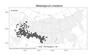 Melampyrum cristatum, Марьянник гребенчатый L., Атлас флоры России (FLORUS) (Россия)