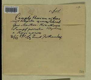 Paludella squarrosa (Hedw.) Brid., Гербарий мохообразных, Мхи - Москва и Московская область (B6a) (Россия)