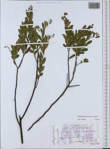 Хамедафна обыкновенная, Болотный мирт (L.) Moench, Восточная Европа, Белоруссия (E3a) (Белоруссия)