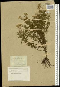 Achillea ptarmica subsp. ptarmica, Восточная Европа, Южно-Украинский район (E12) (Украина)