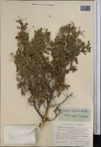 Caragana acanthophylla Kom., Средняя Азия и Казахстан, Западный Тянь-Шань и Каратау (M3) (Киргизия)