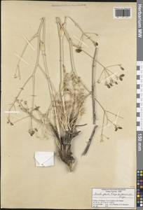 Ferula parva Freyn & Bornm., Зарубежная Азия (ASIA) (Турция)