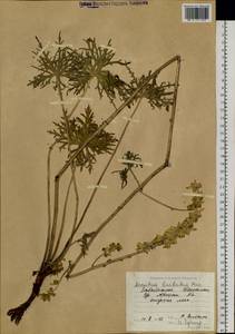 Борец бородатый Patrin ex Pers., Сибирь, Прибайкалье и Забайкалье (S4) (Россия)