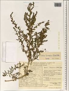 Bassia scoparia var. subvillosa (Moq.) Buttler, Зарубежная Азия (ASIA) (КНР)