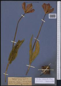 Tulipa carinata Vved., Средняя Азия и Казахстан, Памир и Памиро-Алай (M2) (Узбекистан)