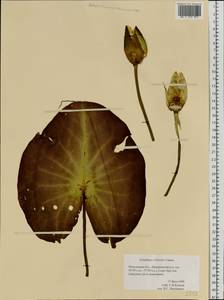 Nymphaea ×borealis E. G. Camus, Восточная Европа, Московская область и Москва (E4a) (Россия)