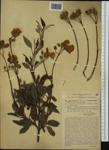 Cistus laurifolius L., Западная Европа (EUR) (Италия)