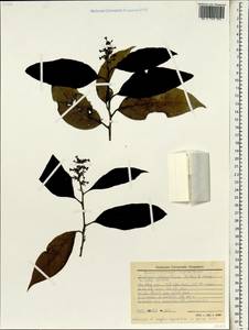 Eustigma oblongifolium Gardner & Champ., Зарубежная Азия (ASIA) (Вьетнам)
