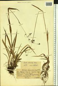 Luzula parviflora subsp. melanocarpa (Michx.) Hämet-Ahti, Сибирь, Алтай и Саяны (S2) (Россия)