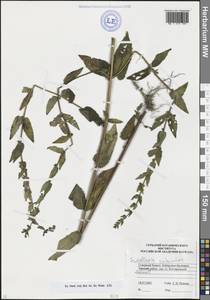 Шлемник обыкновенный L., Кавказ, Ставропольский край, Карачаево-Черкесия, Кабардино-Балкария (K1b) (Россия)