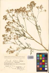 Катран татарский Sebeók, Восточная Европа, Нижневолжский район (E9) (Россия)