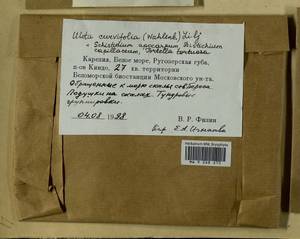 Ulota curvifolia (Wahlenb.) Sw., Гербарий мохообразных, Мхи - Карелия, Ленинградская и Мурманская области (B4) (Россия)