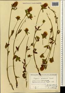 Trifolium ochroleucon subsp. ochroleucon, Кавказ, Грузия (K4) (Грузия)