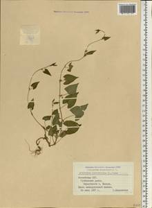 Гречишка вьюнковая (L.) Á. Löve, Восточная Европа, Латвия (E2b) (Латвия)