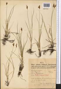Осока ранняя Schreb., Средняя Азия и Казахстан, Северный и Центральный Казахстан (M10) (Казахстан)