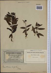 Gaultheria hispida R. Br., Австралия и Океания (AUSTR) (Австралия)