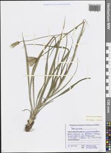 Pseudopodospermum tauricum (M.Bieb.) Vasjukov & Saksonov, Кавказ, Черноморское побережье (от Новороссийска до Адлера) (K3) (Россия)