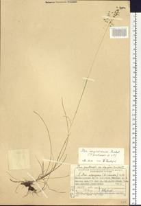 Poa pratensis subsp. pratensis, Сибирь, Центральная Сибирь (S3) (Россия)