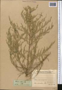 Artemisia oliveriana J. Gay ex DC., Средняя Азия и Казахстан, Западный Тянь-Шань и Каратау (M3) (Киргизия)