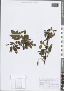 Шиповник гололистный C.A.Mey. ex Rupr., Восточная Европа, Волжско-Камский район (E7) (Россия)