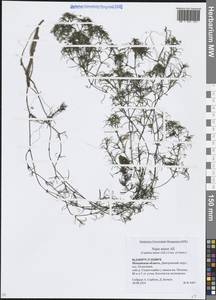 Наяда малая All., Восточная Европа, Московская область и Москва (E4a) (Россия)