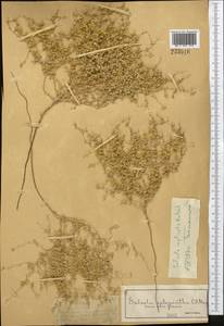 Caroxylon implicatum (Botsch.) Akhani & Roalson, Средняя Азия и Казахстан, Муюнкумы, Прибалхашье и Бетпак-Дала (M9) (Казахстан)
