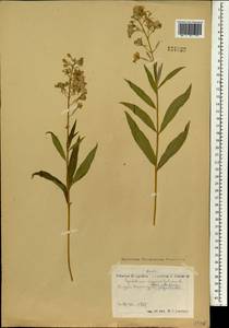 Иван-чай узколистный (L.) Scop., Монголия (MONG) (Монголия)