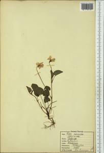Фиалка Ривиниуса Rchb., Восточная Европа, Северо-Западный район (E2) (Россия)