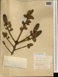 Picea likiangensis (Franch.) E. Pritz., Зарубежная Азия (ASIA) (КНР)