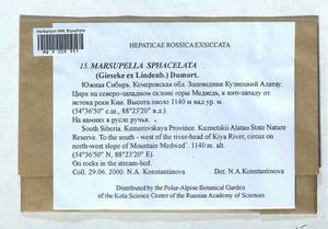 Marsupella sphacelata (Giesecke ex Lindenb.) Dumort., Гербарий мохообразных, Мхи - Западная Сибирь (включая Алтай) (B15) (Россия)