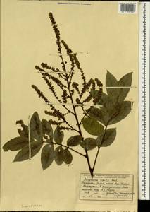 Lepisanthes rubiginosa (Roxb.) Leenhouts, Зарубежная Азия (ASIA) (Индия)