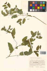 Недотрога обыкновенная L., Сибирь, Дальний Восток (S6) (Россия)
