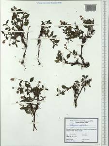 Persicaria capitata (Buch.-Ham. ex D. Don) H. Gross, Западная Европа (EUR) (Португалия)