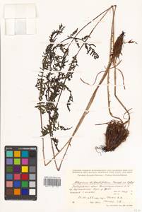 Pseudathyrium alpestre subsp. alpestre, Сибирь, Дальний Восток (S6) (Россия)