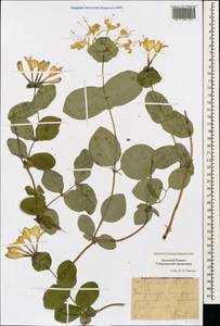 Жимолость душистая, Каприфоль L., Кавказ, Ставропольский край, Карачаево-Черкесия, Кабардино-Балкария (K1b) (Россия)