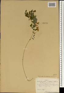 Чина приземистая (Ser.) Fisch. ex Spreng., Монголия (MONG) (Монголия)