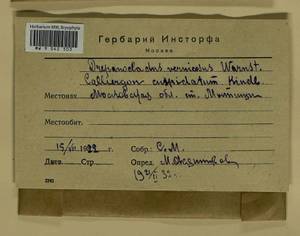 Calliergonella cuspidata (Hedw.) Loeske, Гербарий мохообразных, Мхи - Москва и Московская область (B6a) (Россия)