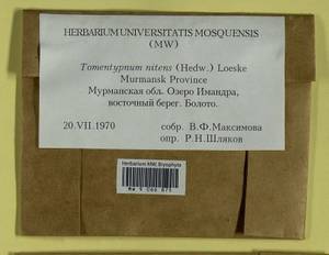 Tomentypnum nitens (Hedw.) Loeske, Гербарий мохообразных, Мхи - Карелия, Ленинградская и Мурманская области (B4) (Россия)