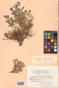 Остролодочник завернутый Ledeb., Сибирь, Чукотка и Камчатка (S7) (Россия)