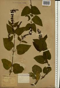 Шлемник высочайший, Шлемник высокий L., Восточная Европа, Центральный район (E4) (Россия)