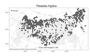 Petasites frigidus, Белокопытник холодный (L.) Fr., Атлас флоры России (FLORUS) (Россия)