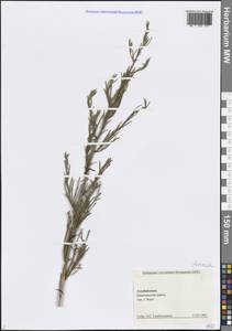 Полынь, Кавказ, Азербайджан (K6) (Азербайджан)