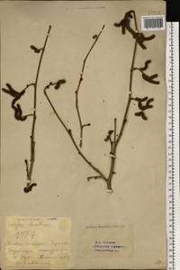 Орешник обыкновенный, Лещина обыкновенная L., Восточная Европа, Восточный район (E10) (Россия)