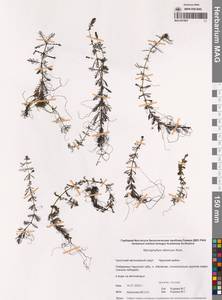 Уруть сибирская Kom., Сибирь, Чукотка и Камчатка (S7) (Россия)