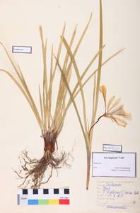 Iris lactea f. biglumis (Vahl) Kitag., Сибирь, Алтай и Саяны (S2) (Россия)