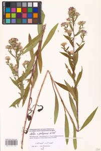 Symphyotrichum ×salignum (Willd.) G. L. Nesom, Восточная Европа, Московская область и Москва (E4a) (Россия)