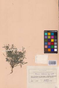 Дымянка Шлейхера Soy.-Will., Восточная Европа, Ростовская область (E12a) (Россия)