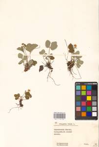 Земляника лесная L., Восточная Европа, Белоруссия (E3a) (Белоруссия)